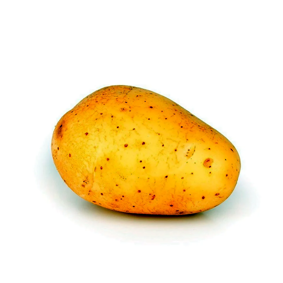 Картофель на белом фоне