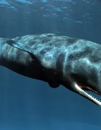 Кашалот это зубатый кит