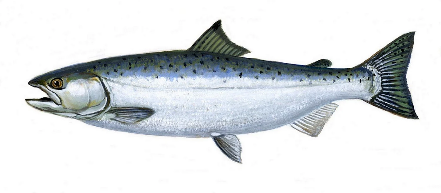 Каспийский лосось кумжа