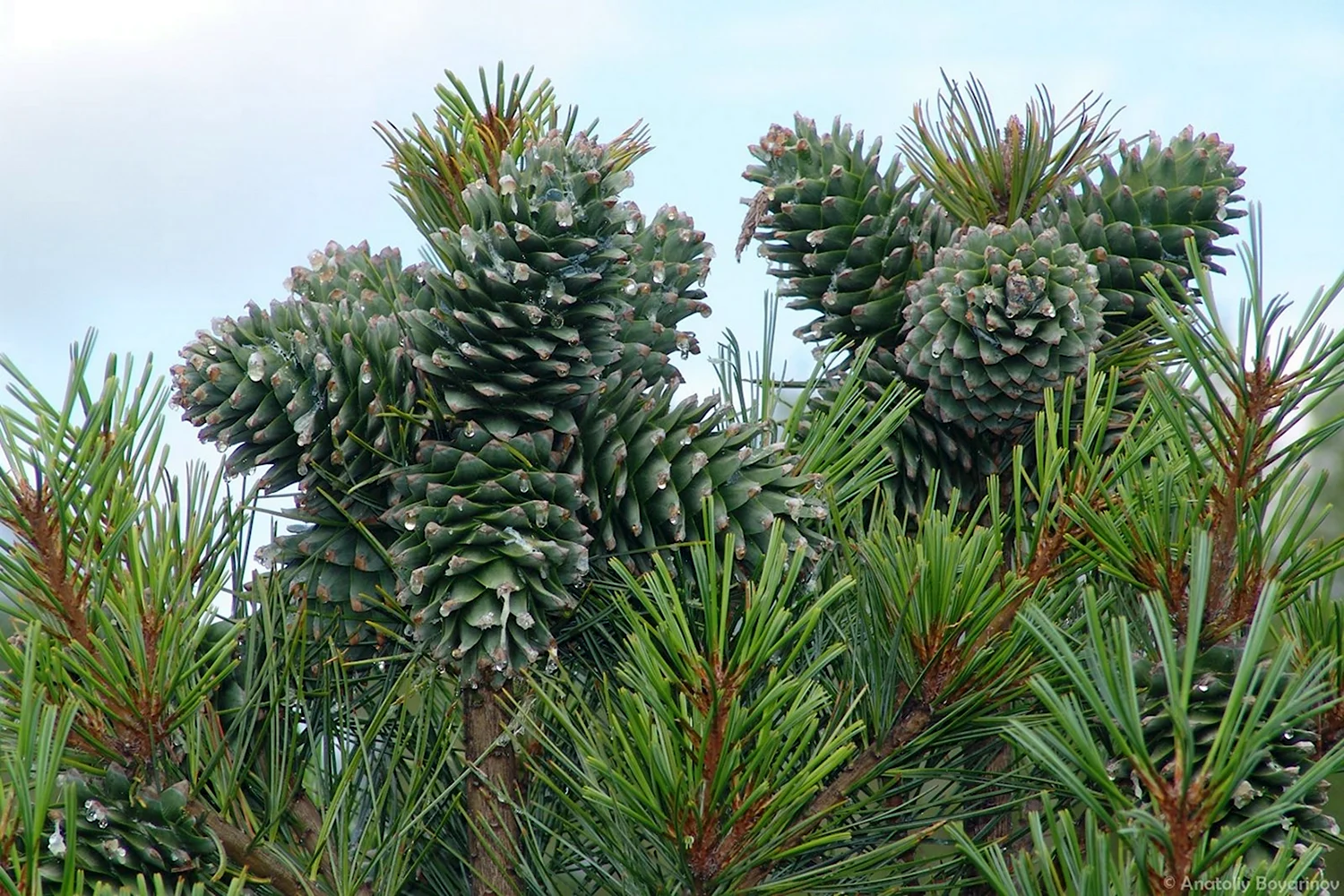 Кедр Дальневосточный Pinus koraiensis