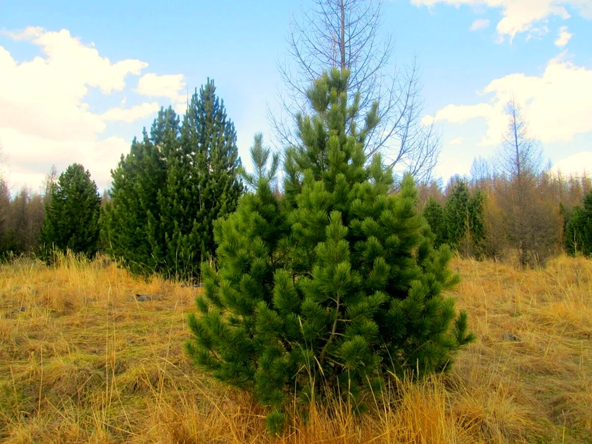 Кедр Сибирский Pinus sibirica