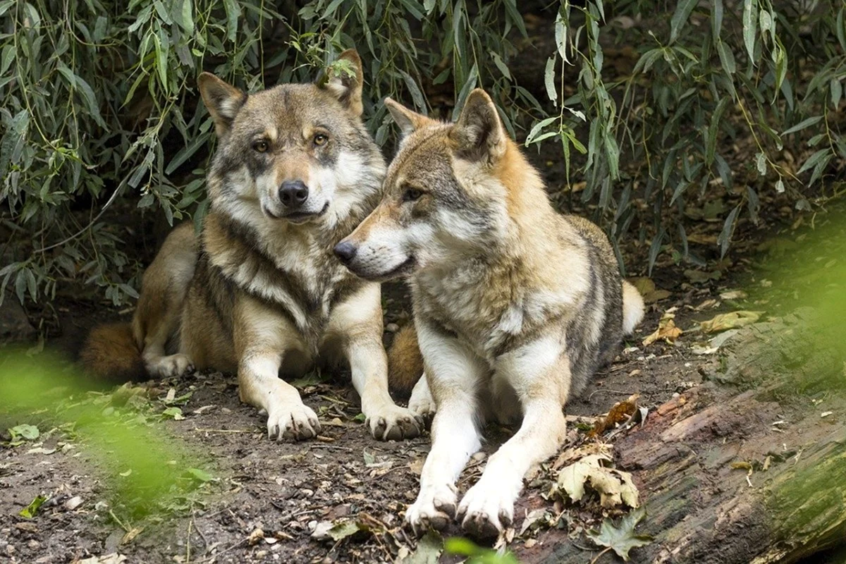 Кенайский волк canis Lupus alces
