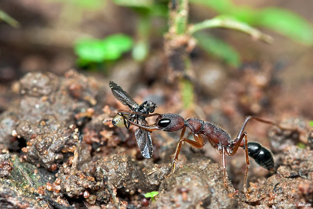 Харпегнатос сальтатор муравьи