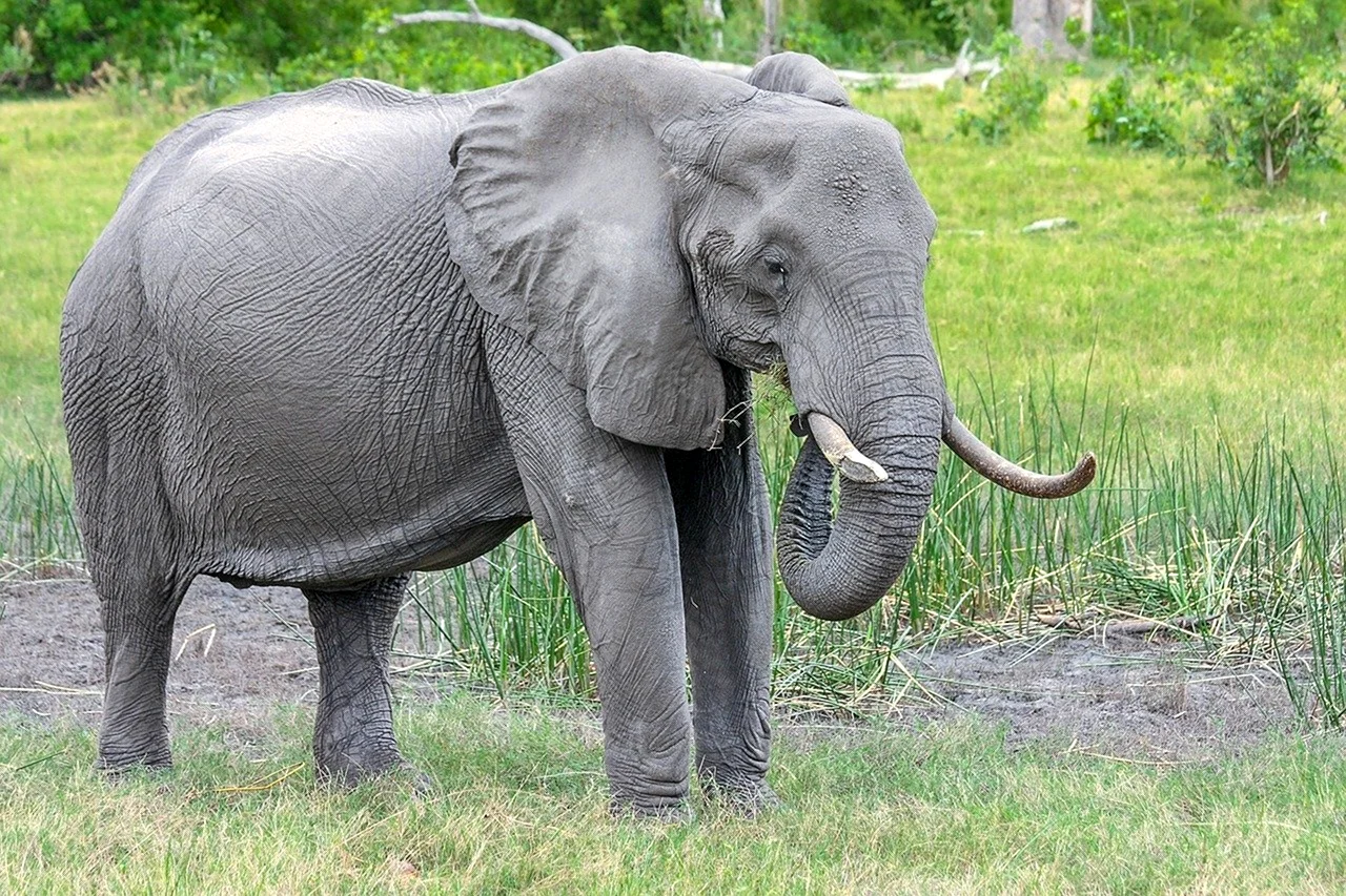 Хоботные индийский слон