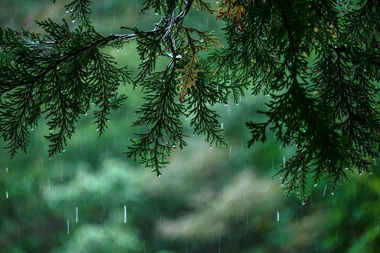 Хвойный лес дождь