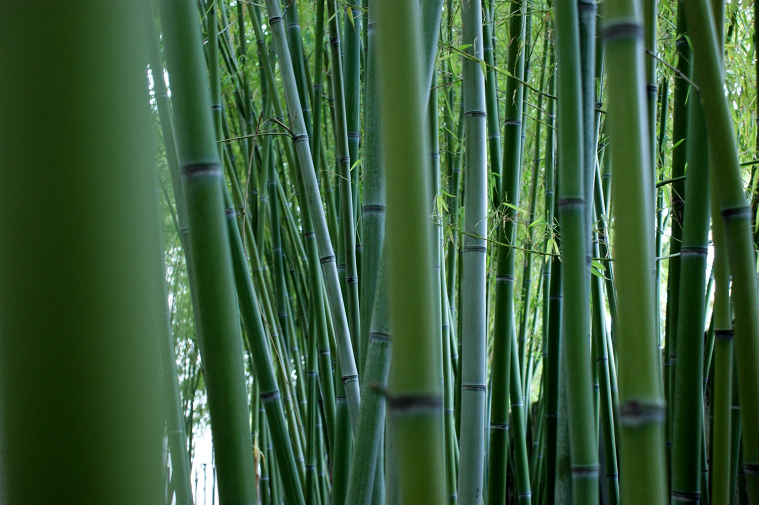 Хвощ тростниковый бамбук