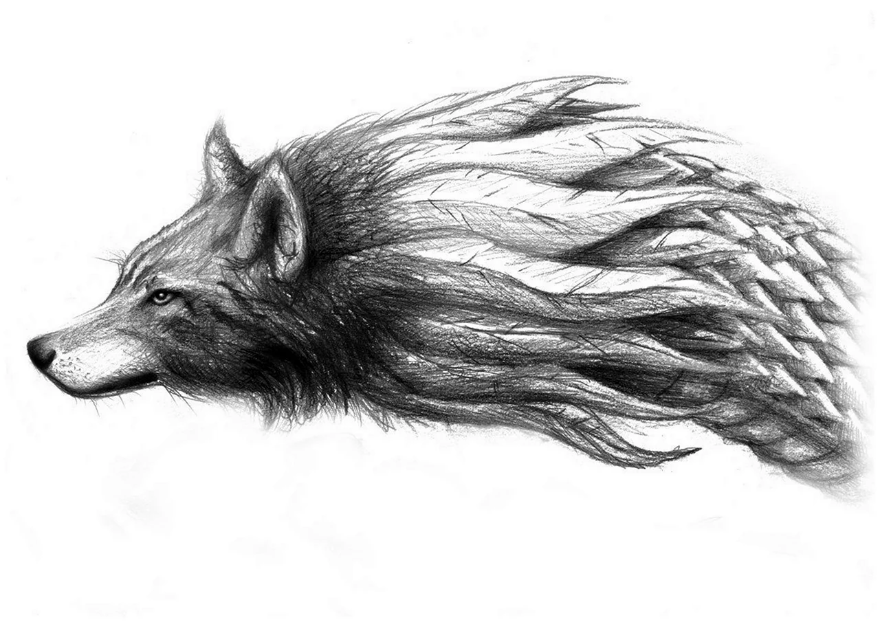 Хвост волка рисунок