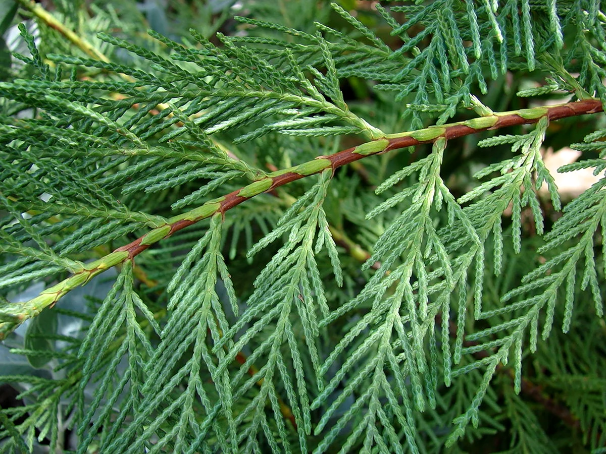 Кипарис вечнозеленый Cupressus sempervirens
