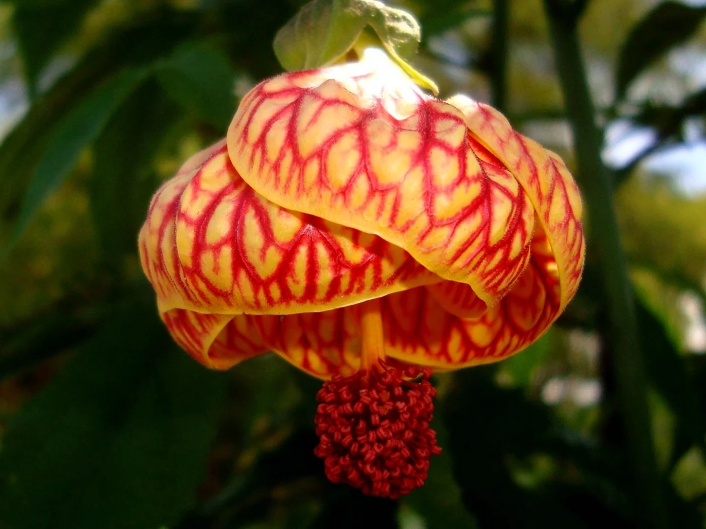 Китайский фонарик Abutilon × hybridum