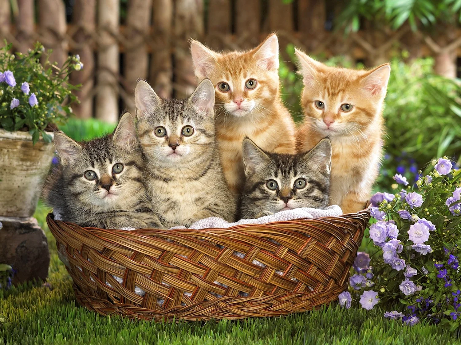 Kittens in a Basket Photographic Print on Canvas