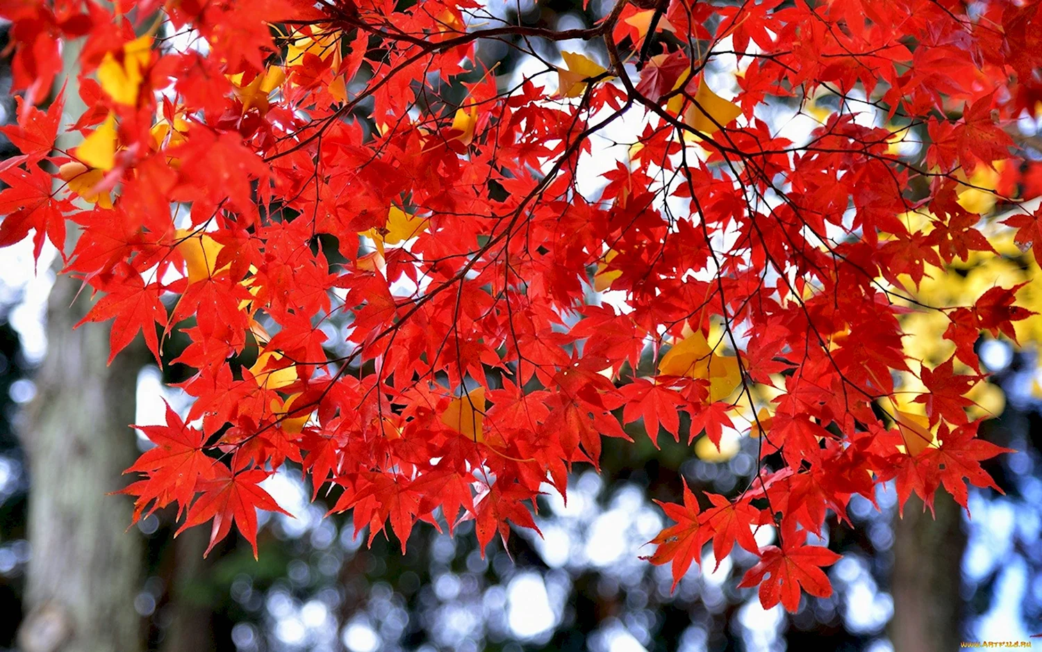 Клен красный autumn Radiance