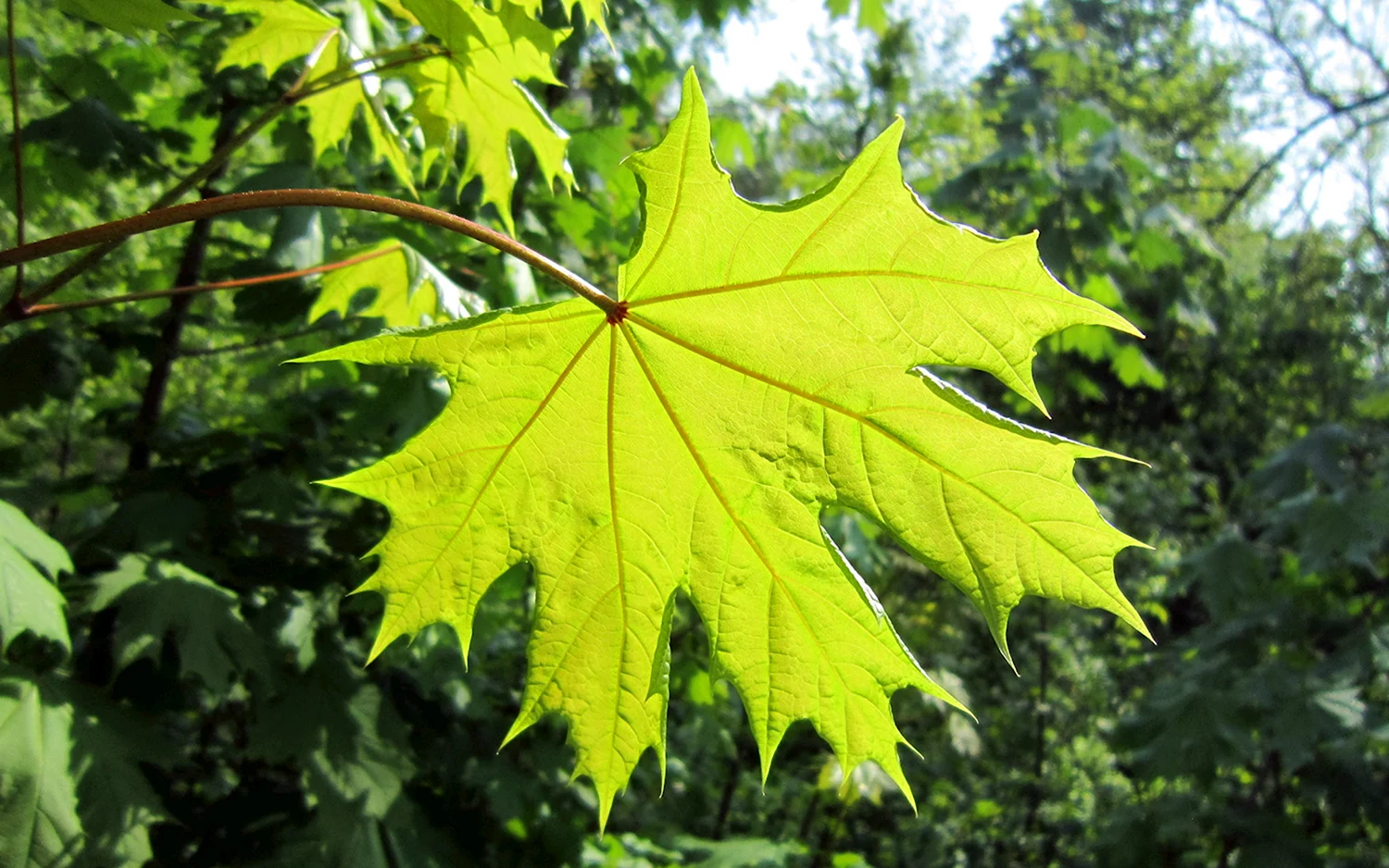 Клен остролистный Глобозум листья
