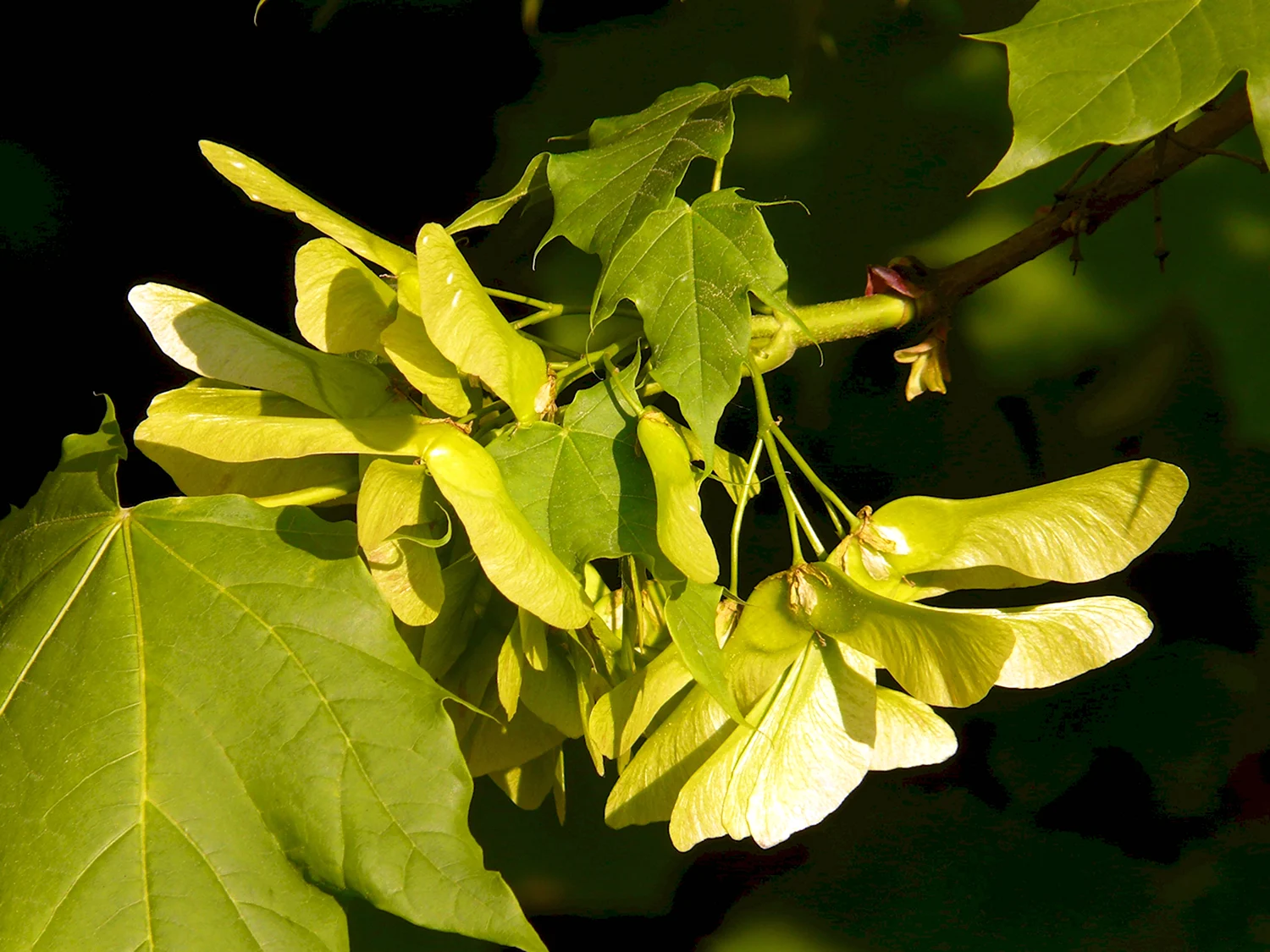 Клен остролистный лист дерево плод
