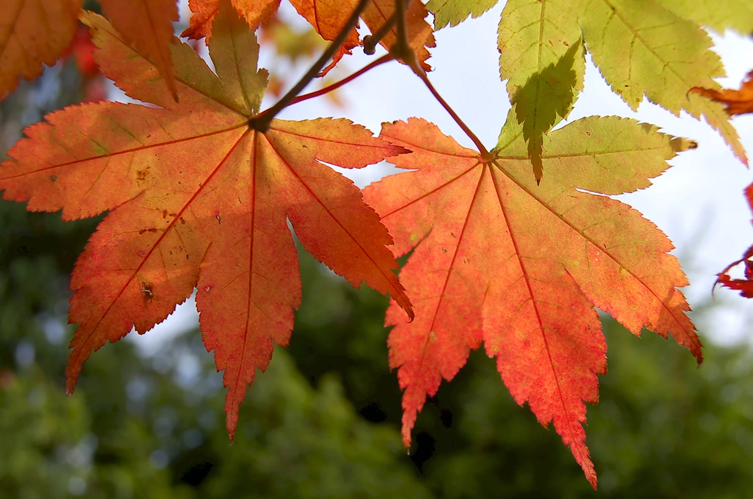 Клен остролистный листья осенью