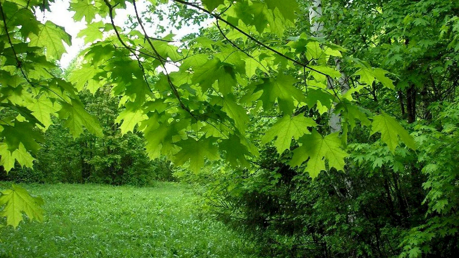 Клен зеленый дерево