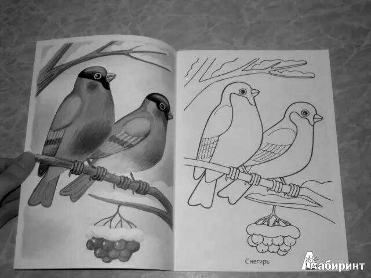 Книжка раскраска - зимующие птицы