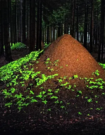 Комплексы гнезд рыжих лесных муравьев лиственной расы