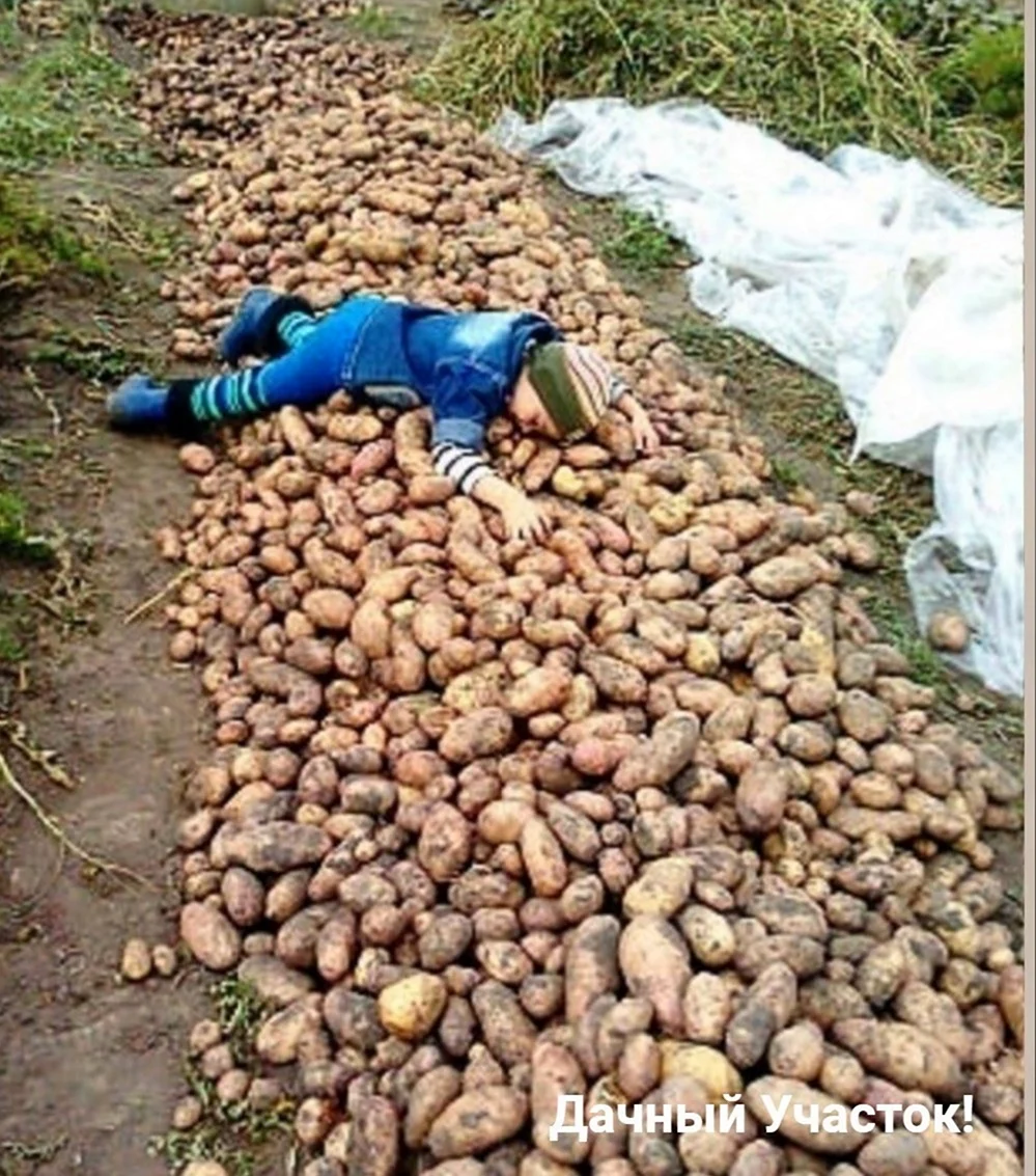Копать картошку