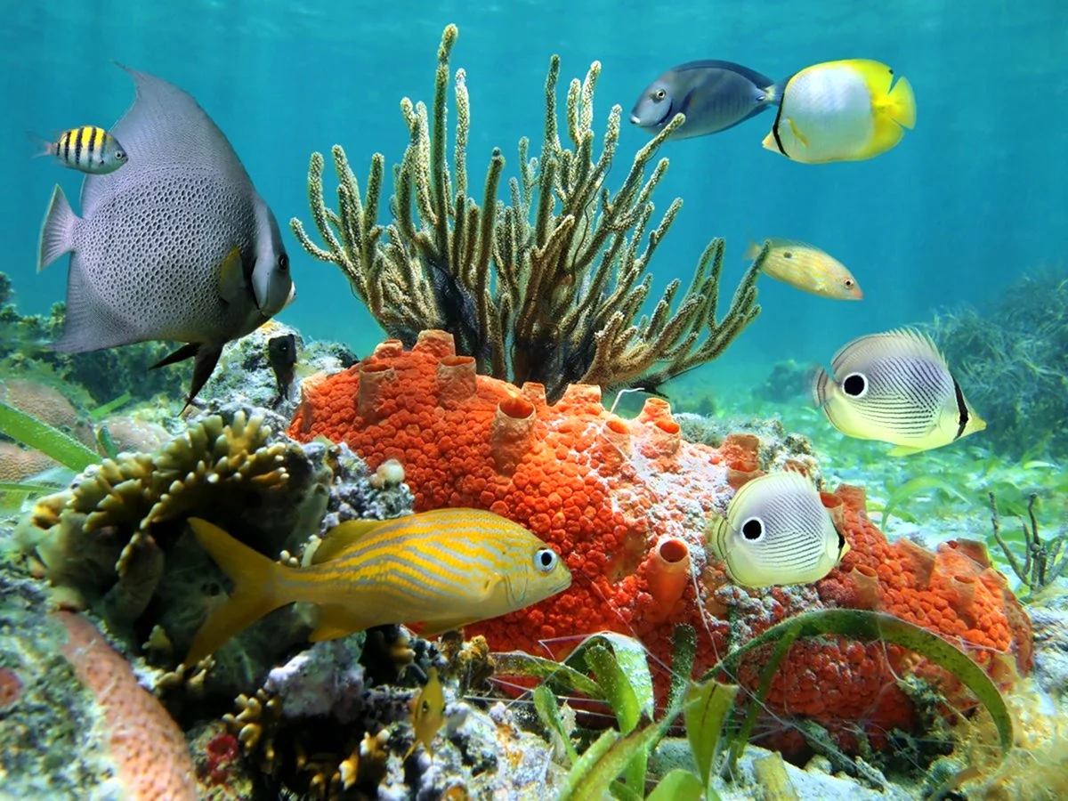 Коралловые рифы Карибского моря