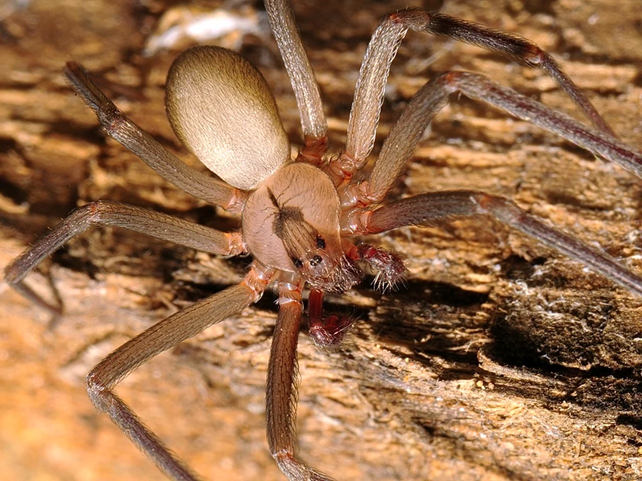 Коричневый паук отшельник