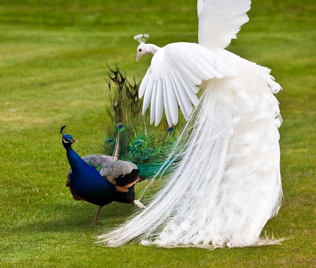 Королевский Павлин голубь