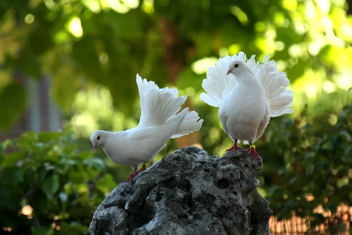 Птица вторая е. Королевский Павлин голубь. Белогрудый голубь. Горлица белая птица. Пиджеон голубь.
