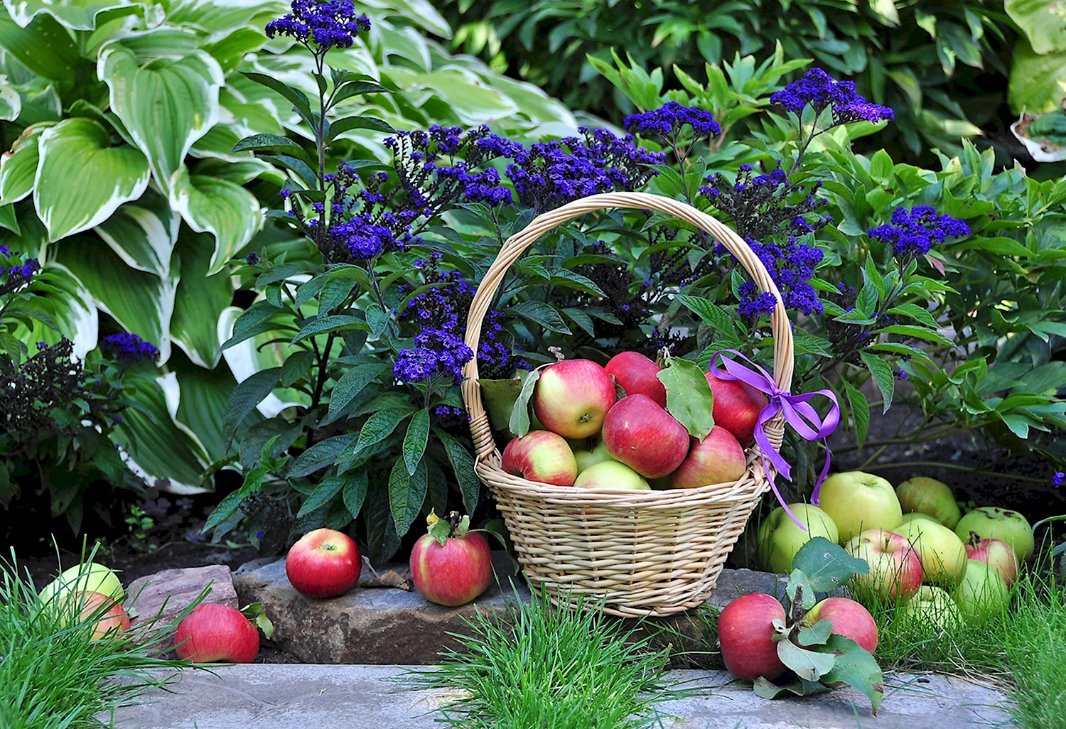 Корзина с фруктами в саду