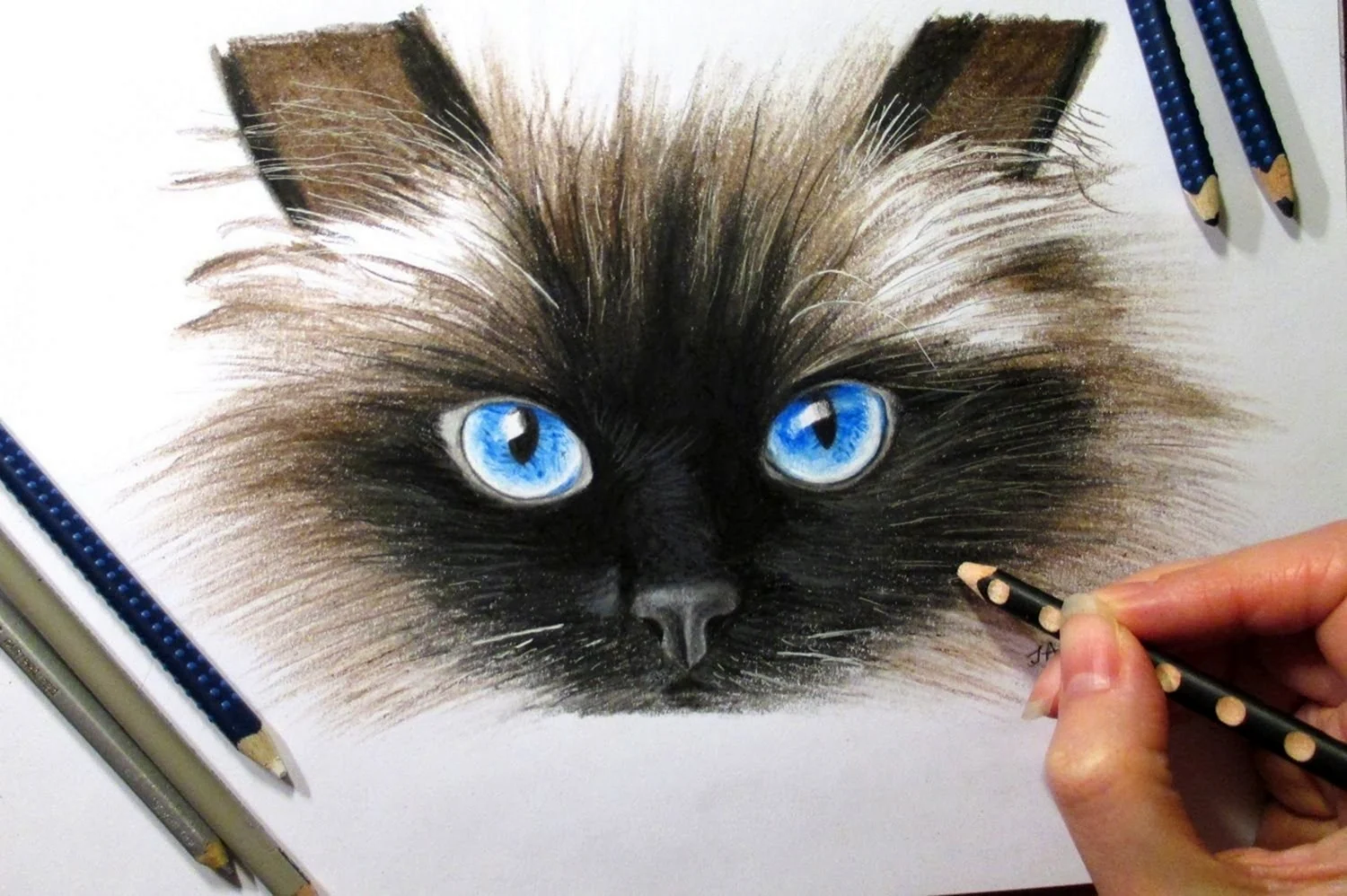 Кошка цветными карандашами