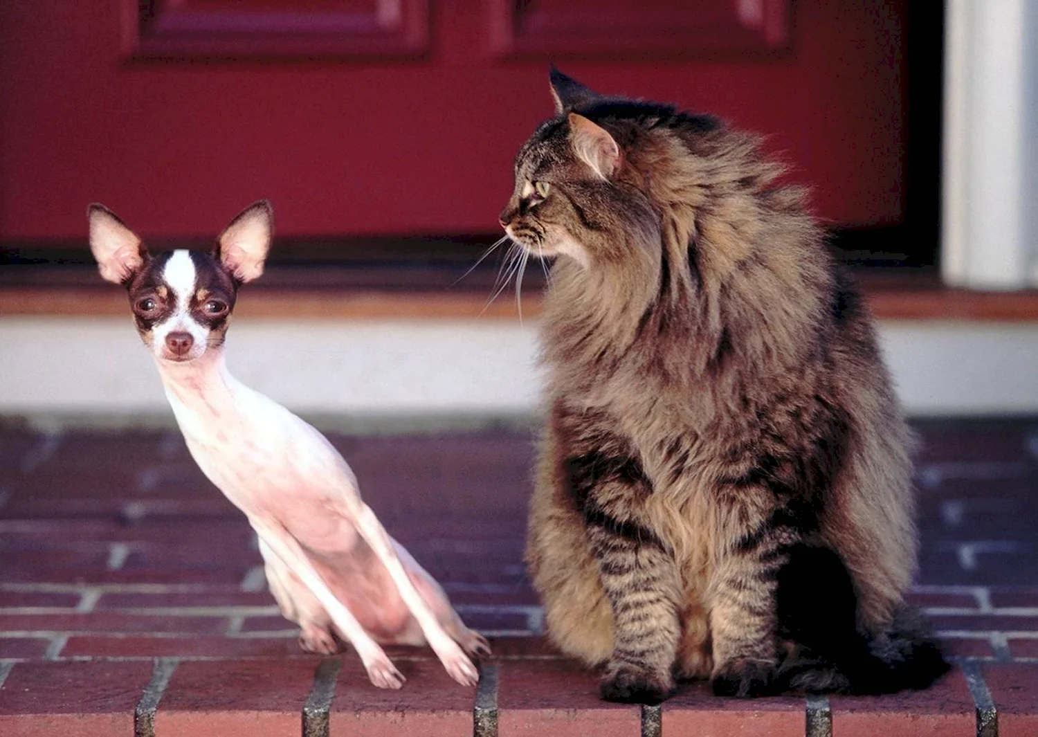 Кот и собака демотиватор