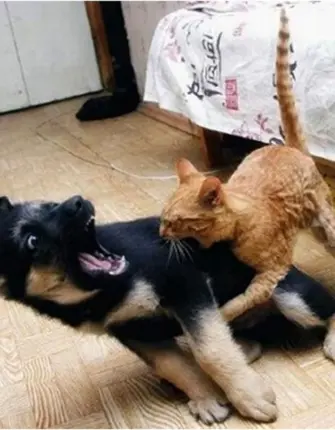 Кот и собака дерутся