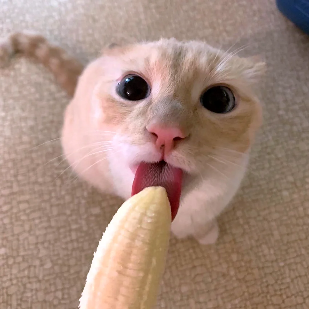 Кот лижет банан