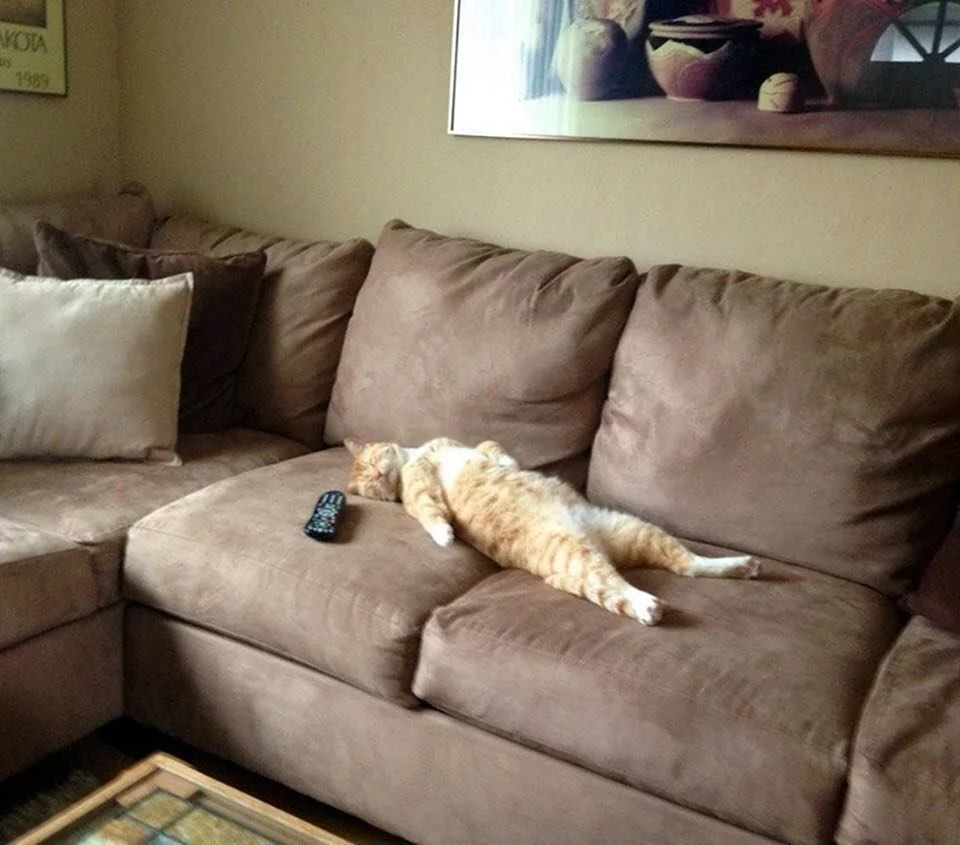 Кот на диване