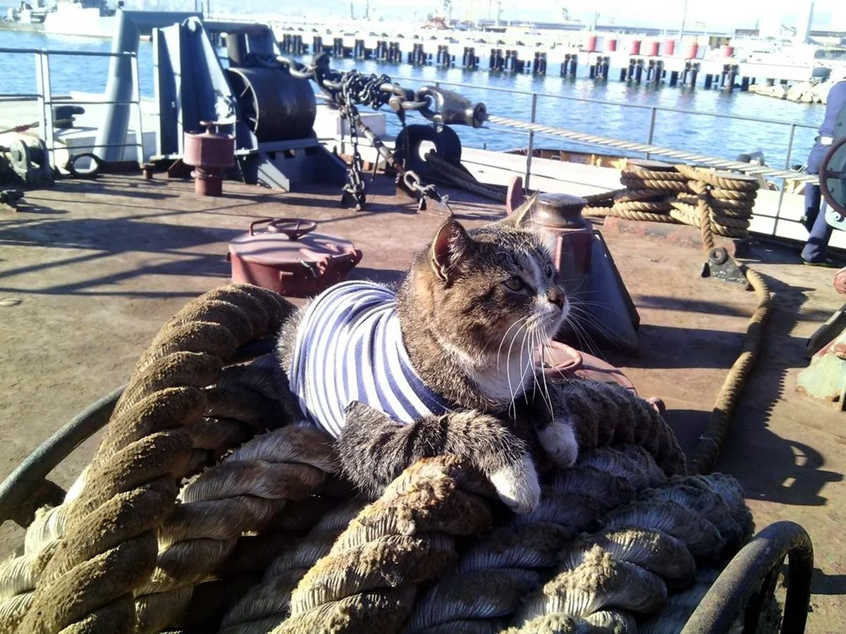 Кот на корабле