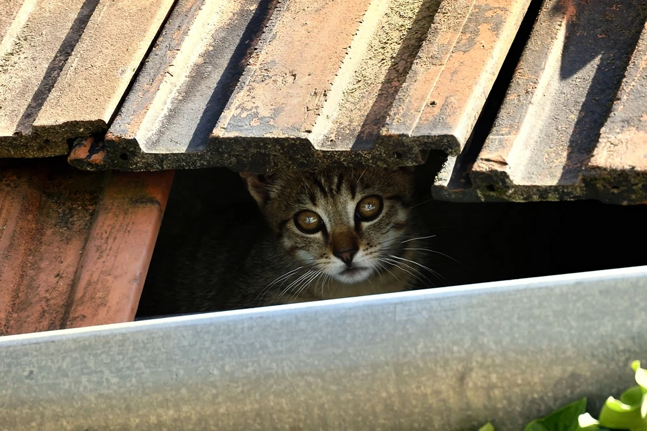 Кот на крыше сарая