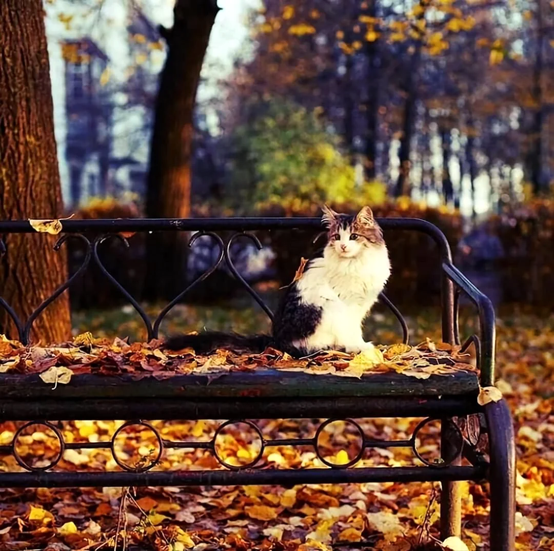 Кот на скамейке осенью