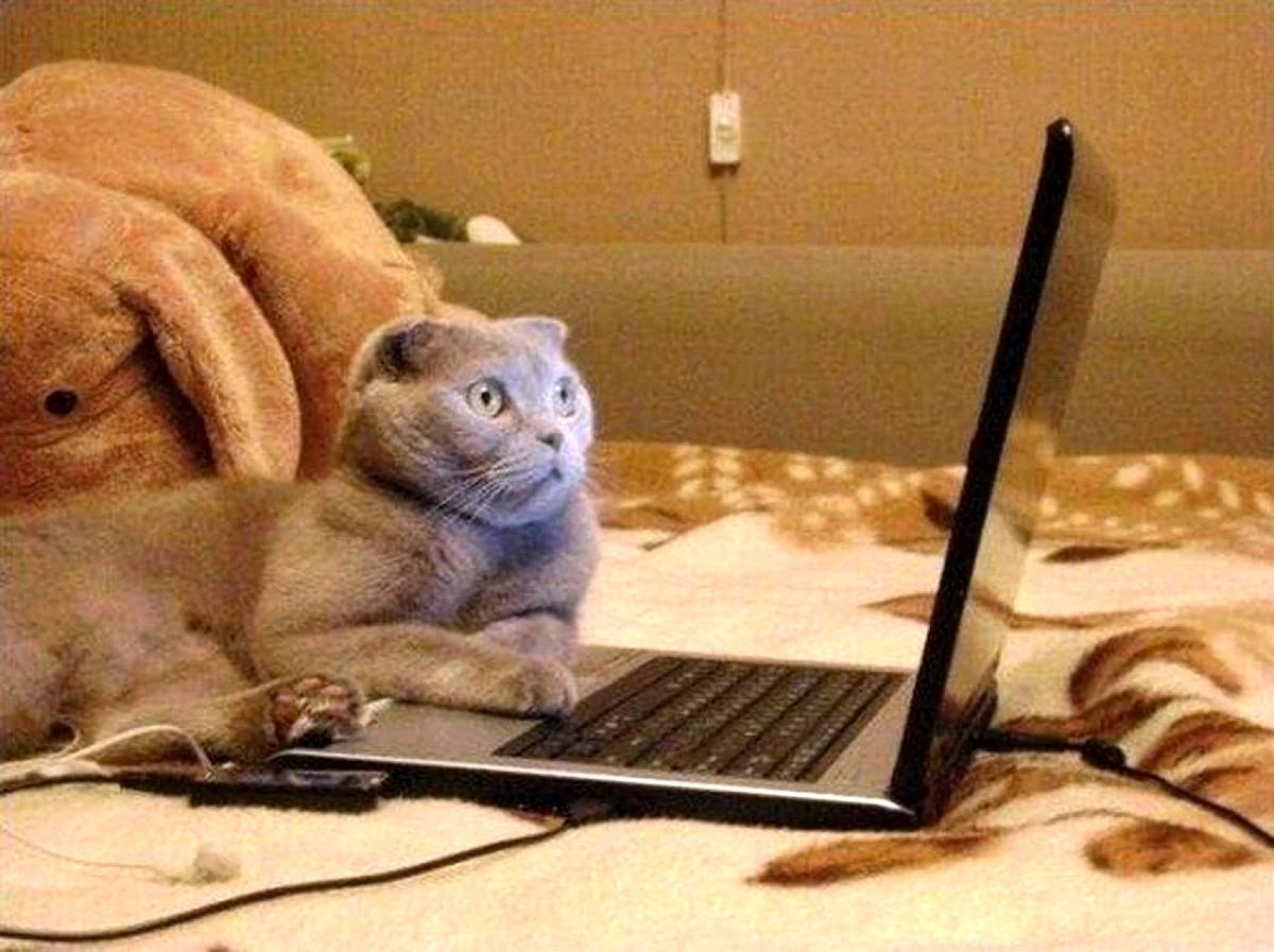 Кот перед компьютером