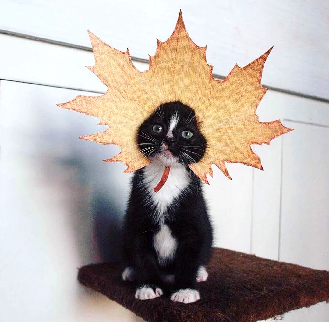 Кот с кленовым листом