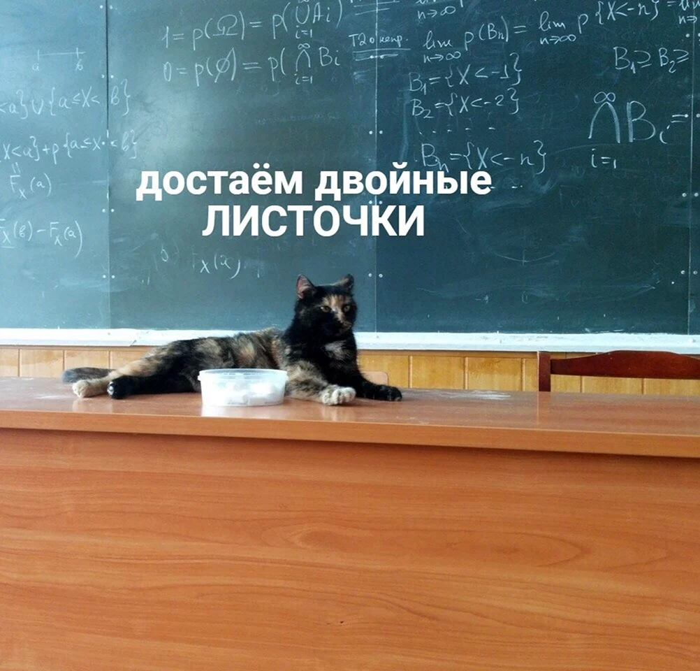 Кот учитель