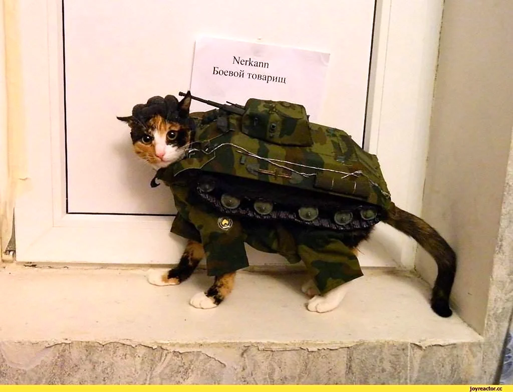 Кот в костюме военного