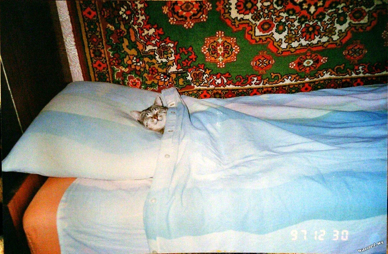 Кот в кровати под одеялом