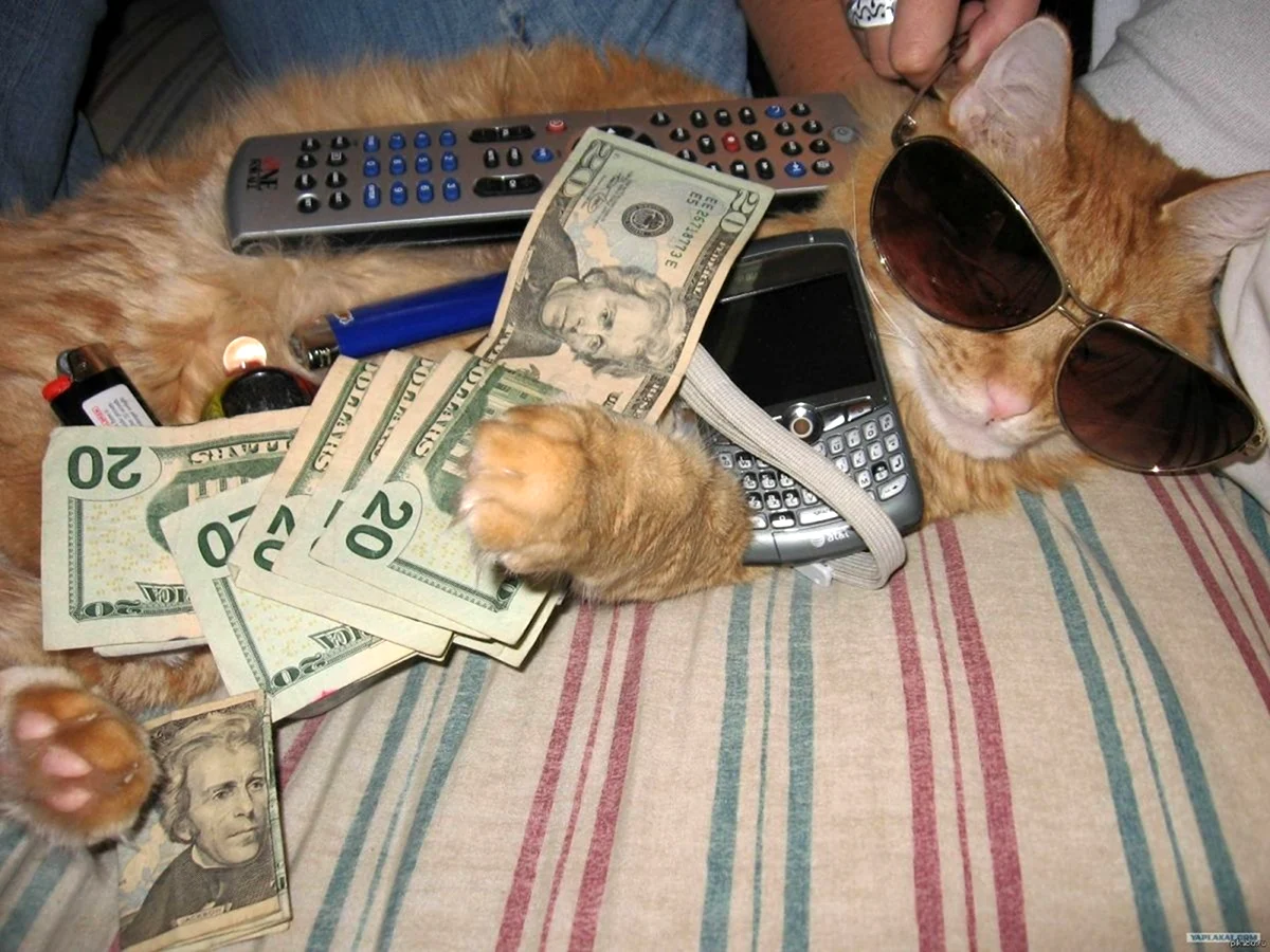 Кот в очках с деньгами