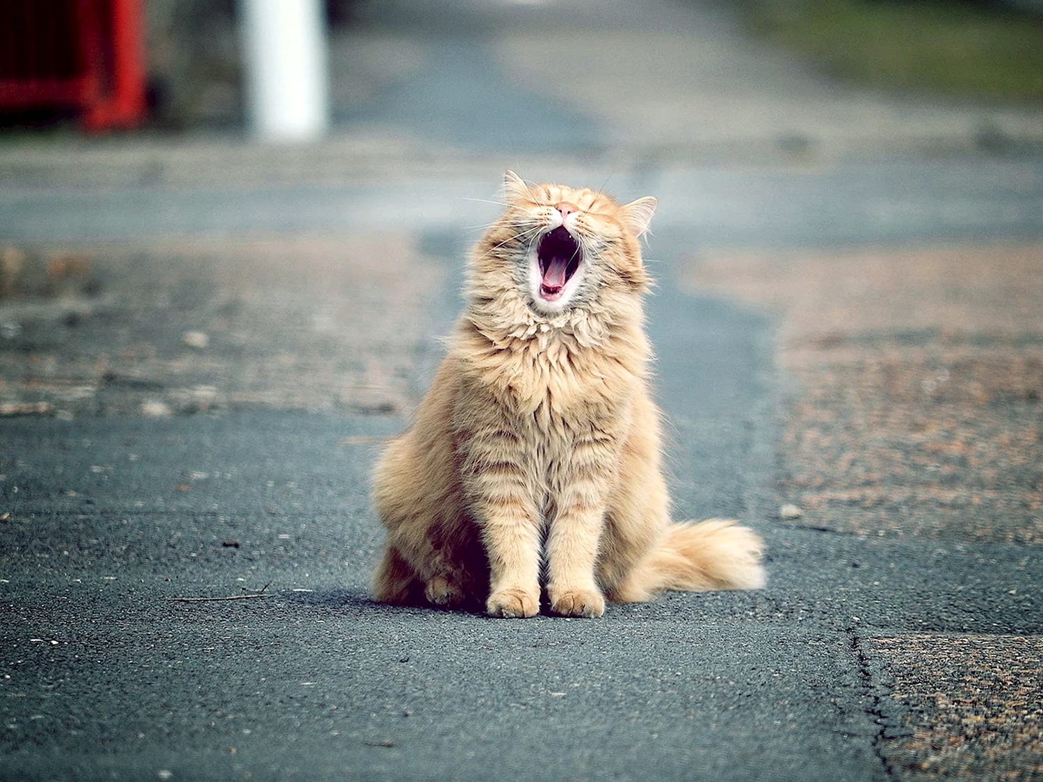 Кот зевает