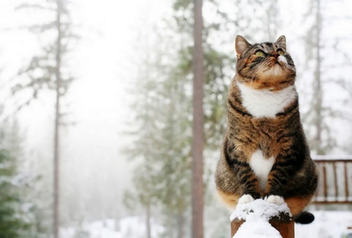 Кошки зимой. Котик в снегу. Смешной кот в снегу. Ждем весну картинки прикольные
