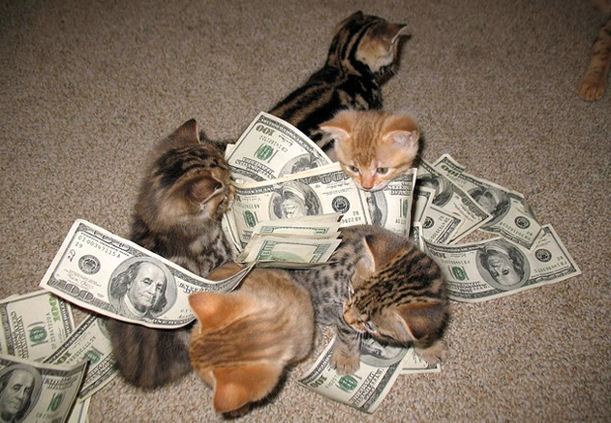 Котенок с деньгами