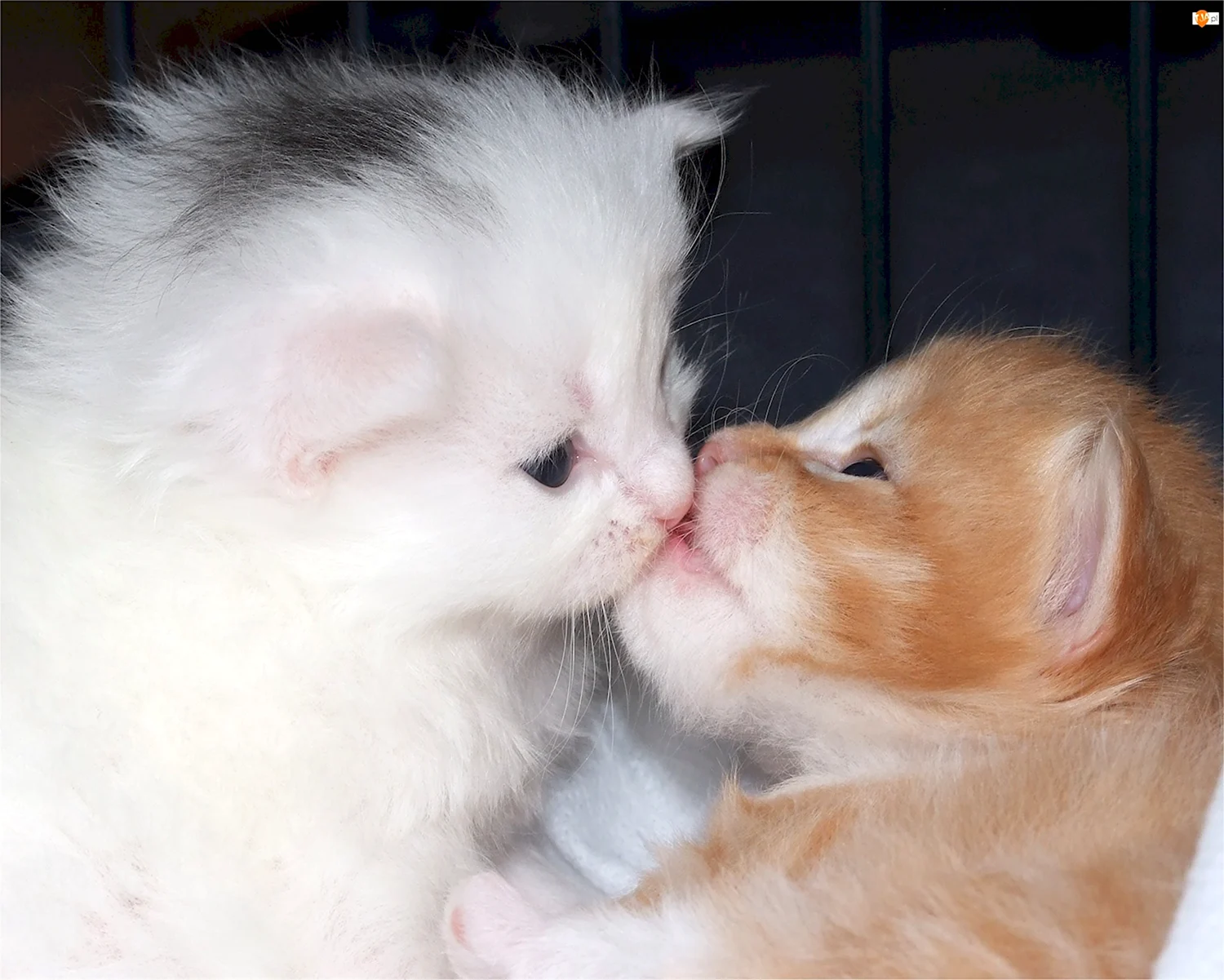 Котята целуются