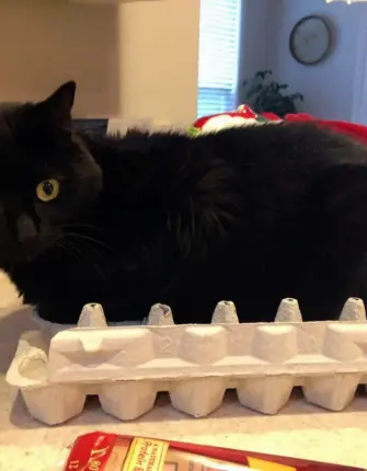Котик повышенной шоколадности