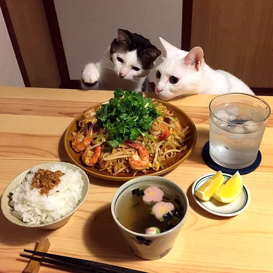 Котик с едой