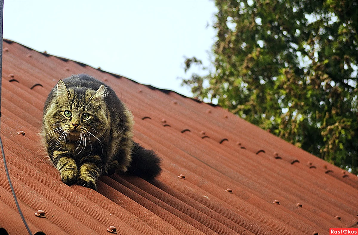 Котики на крыше