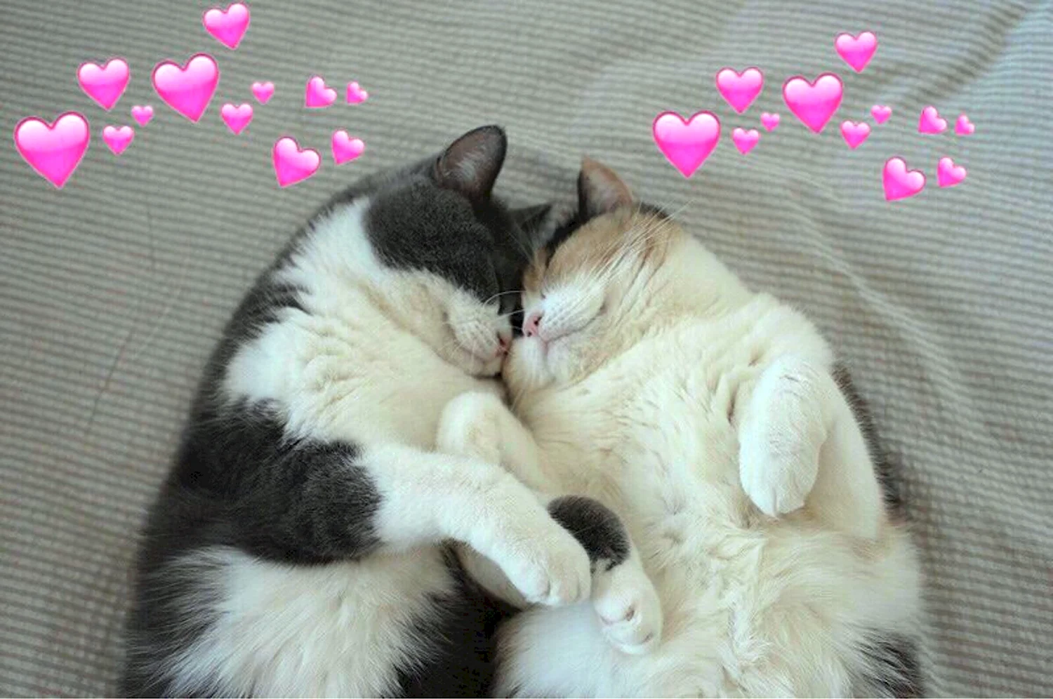 Котики обнимаются с сердечками