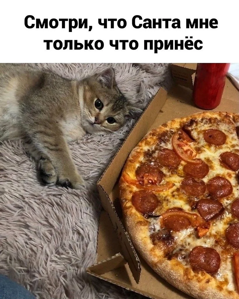Коты и пицца